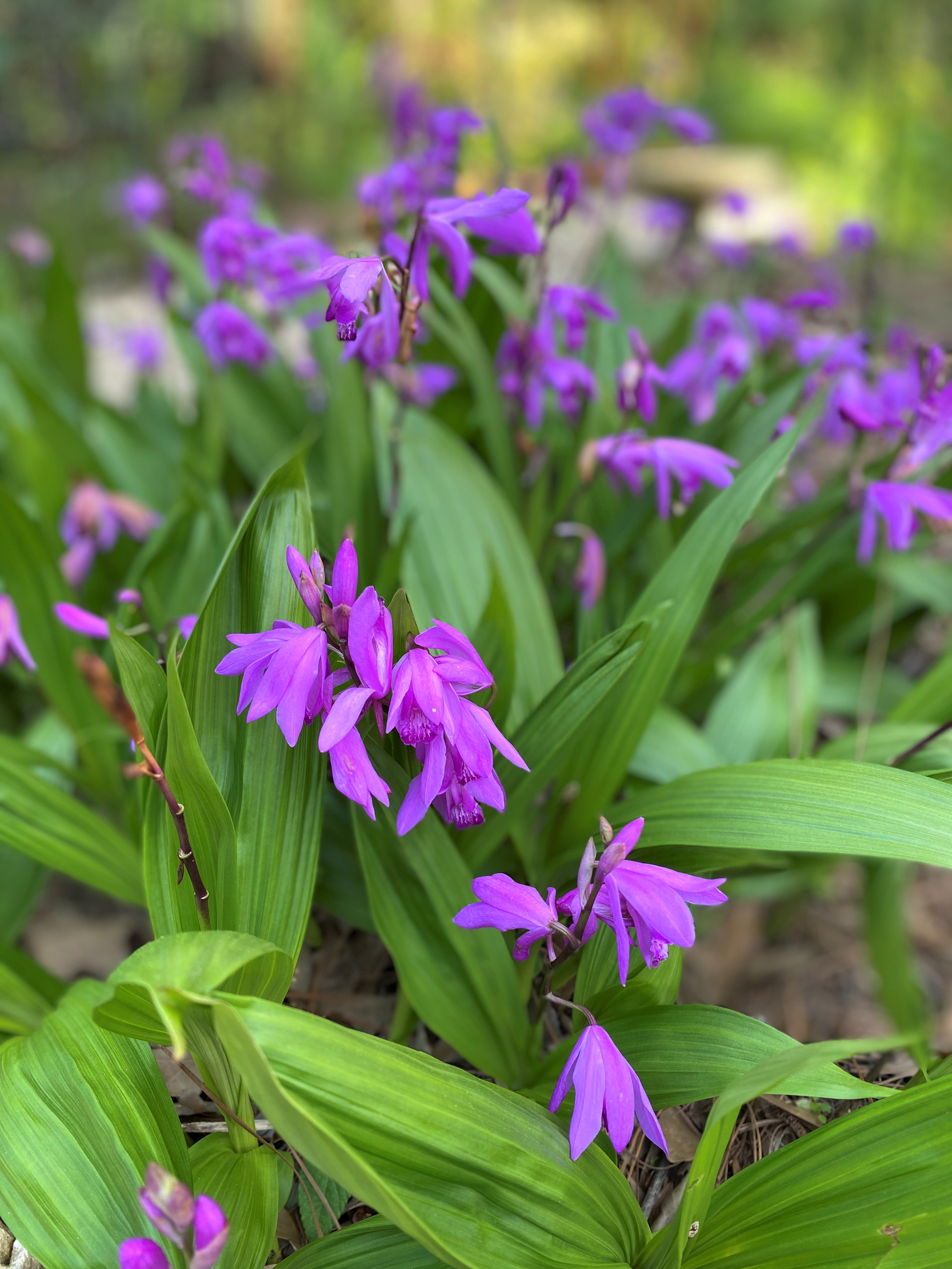 2020 Plants with Potential